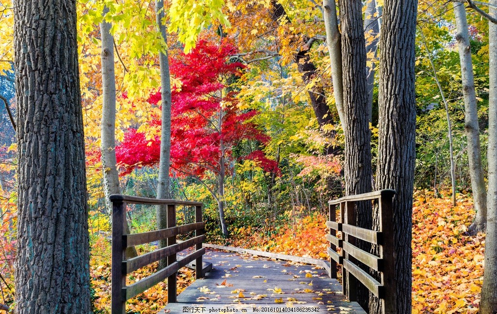 黄色背景 风景 秋天景色 秋天风景 秋天树林 秋天树叶 枫树 枫叶 金秋
