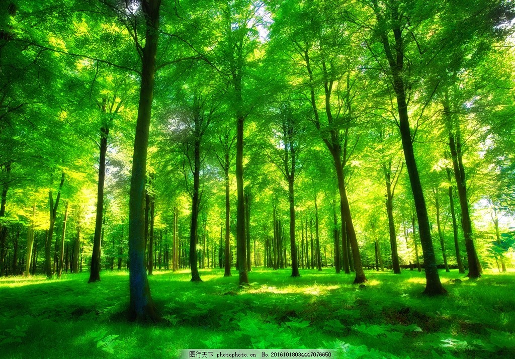 茂密的大树林,高清 摄影 风景 风光 自然 树木 森林