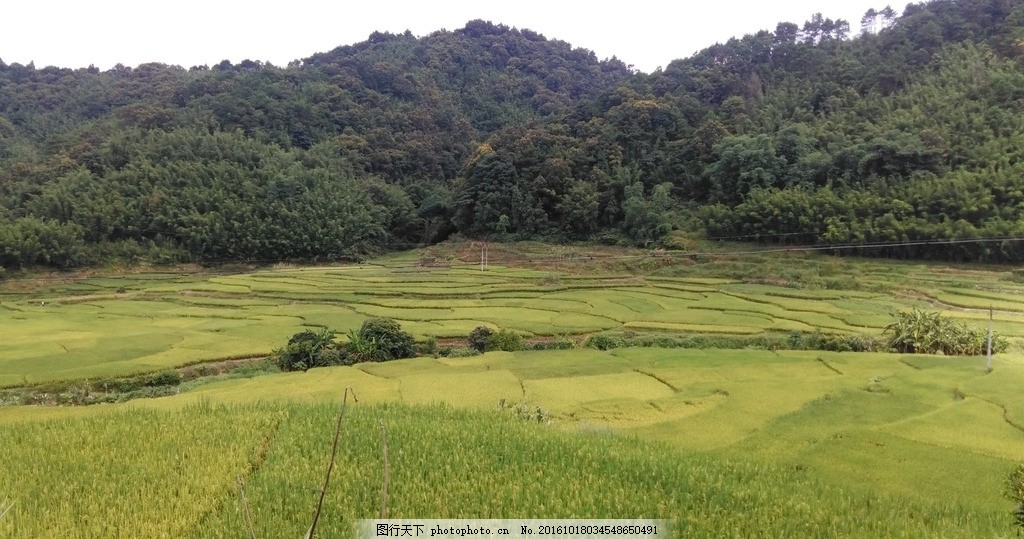 乡村田野 田野 田园 农田 稻田 田 乡村 农村 自然景观 摄影 自然景观