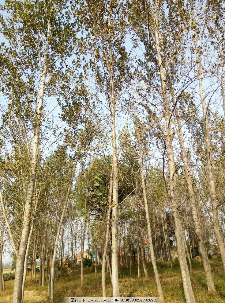 杨树林 杨树 树林 树叶 秋天 落叶 摄影 摄影 生物世界 树木树叶 72
