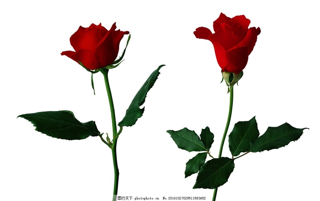 一支红玫瑰 情人节 节日 玫瑰花素材 红色玫瑰 红色玫瑰花 矢量玫瑰花 玫瑰花 玫瑰素材 盛开的花卉 爱情 红色 情人节素材 红玫瑰素材 矢量素材 矢量 素材 露水玫瑰 玫瑰花朵 白玫瑰 鲜花 花 花朵 花卉 一朵 玫瑰 红玫瑰 浪漫 情人节元素 一支玫瑰花 粉玫瑰 设计 广告设计 广告设计 300DPI PSD