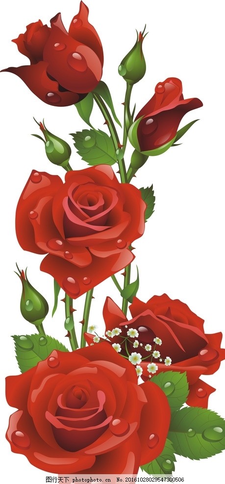 玫瑰花,一支红玫瑰 情人节 玫瑰花束 节日 玫瑰