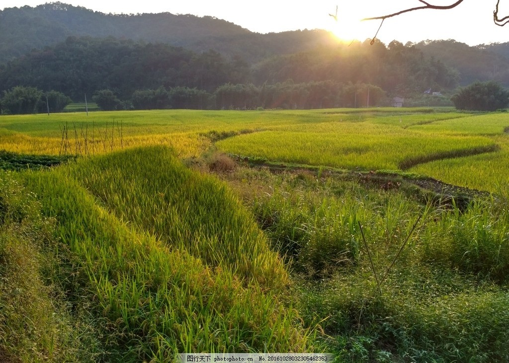 田野 稻田 农田 禾苗 绿油油的禾苗 早稻 乡村 山村 青山 昭_风景520