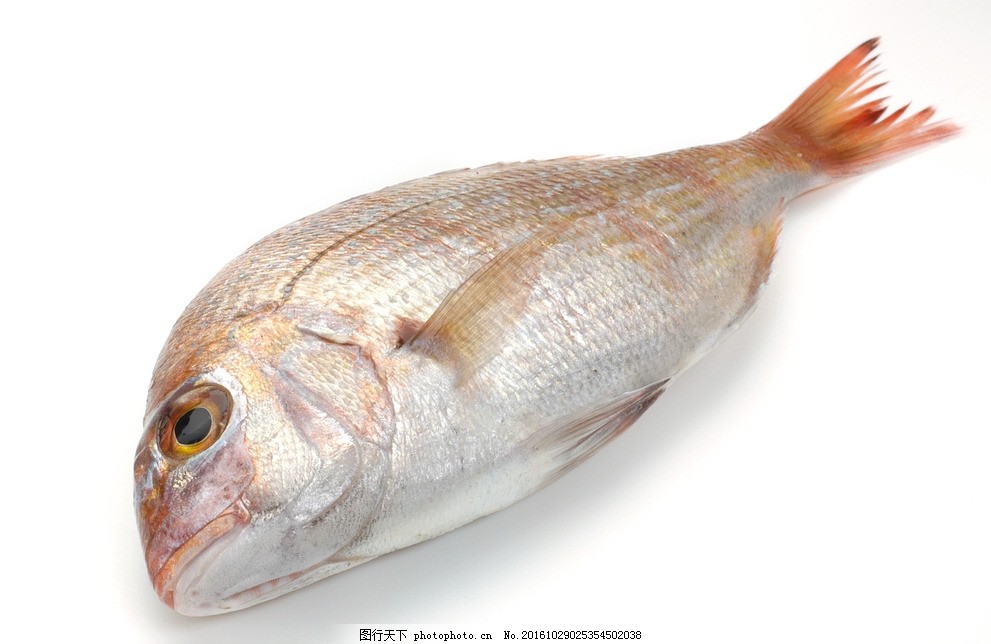 春子鲷 樱鲷 花见鲷 真鲷 嘉腊鱼 春只鱼 春子鱼