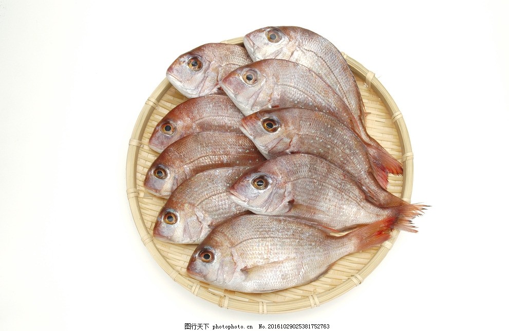 春子鲷 樱鲷 花见鲷 真鲷 嘉腊鱼 春只鱼 春子鱼