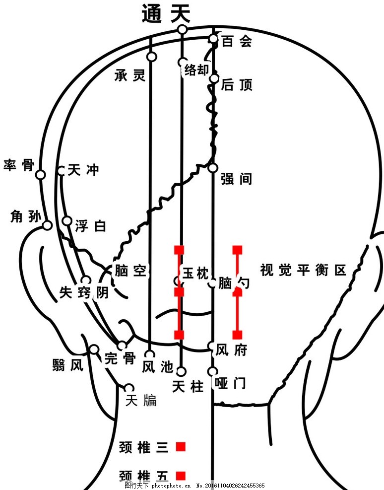 头部的穴位图