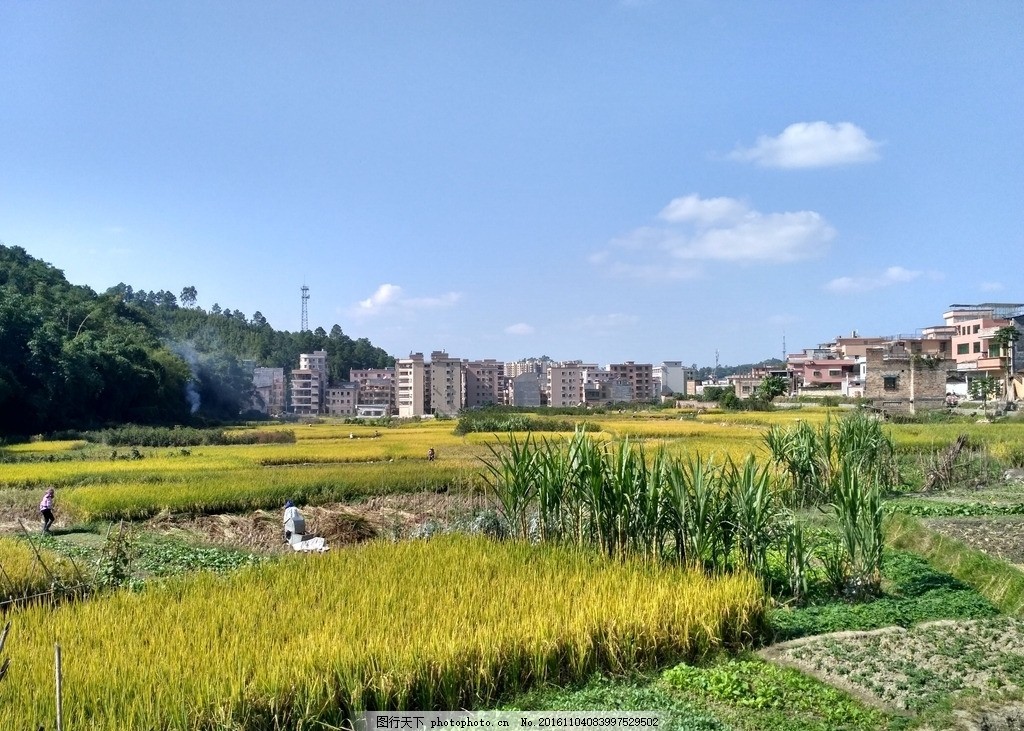 稻田玻璃田农田农业风光广西农田水稻乡村旅游广西农村秋天_风景520