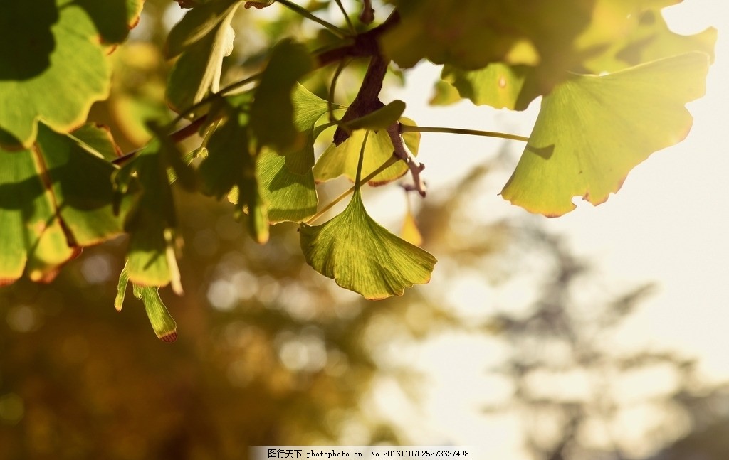 秋日清晨的银杏