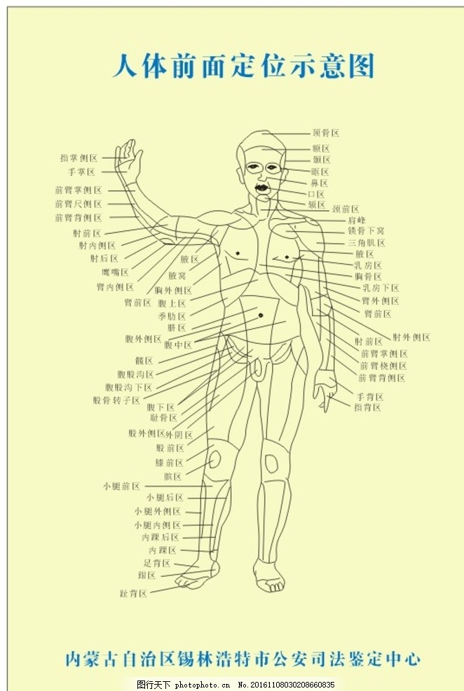 人体穴位图 手绘 矢量图 部位