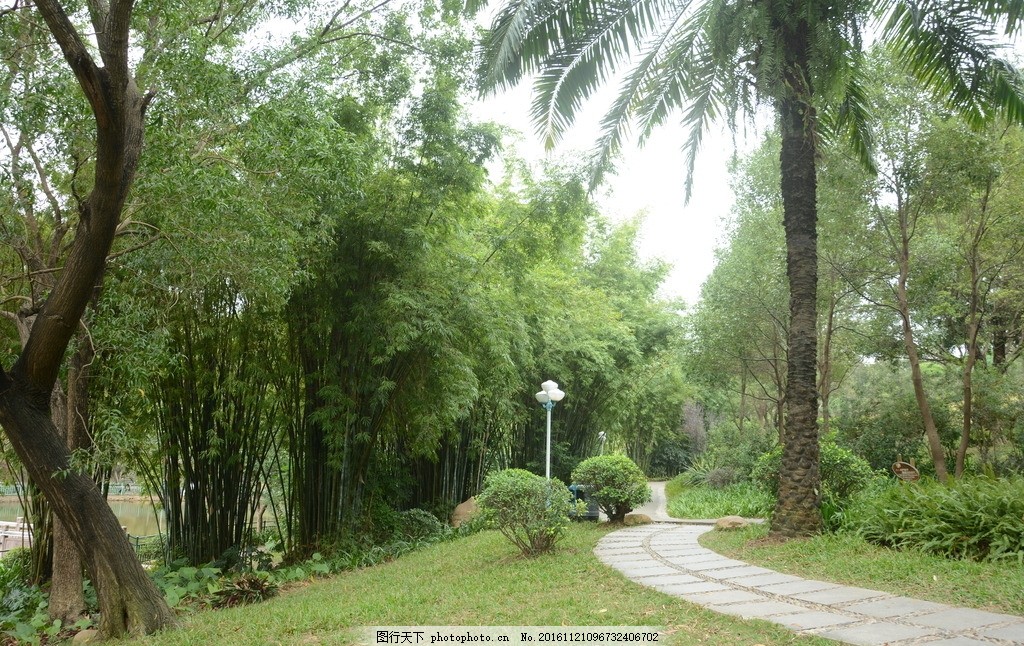 树林风景 蓝天 草地 树木 大自然 摄影 自然景观 山水风景 自然风景