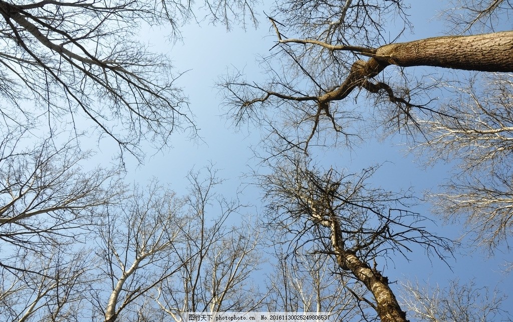 冬天森林 森林 茂密 树林 原始 大树 冬天 冬季 雪 下雪 雪景 寒冷 植物 乔木 壮观 壮丽 植被 大气 唯美 自然 大自然 景观 景物 丛林 海报 背景 高清 素材 摄影 自然景观 自然风景 72DPI JPG 5花卉植物系列 摄影 生物世界 树木树叶 72DPI JPG