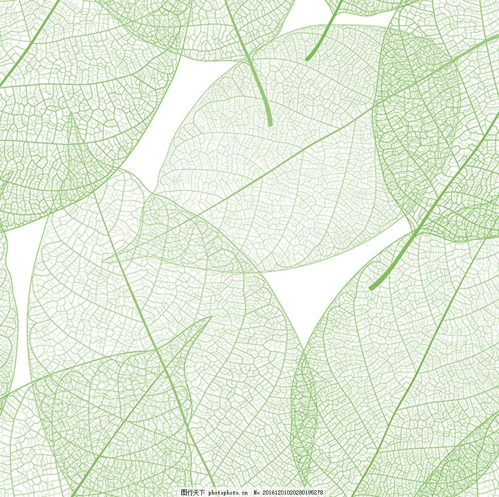 树叶脉络