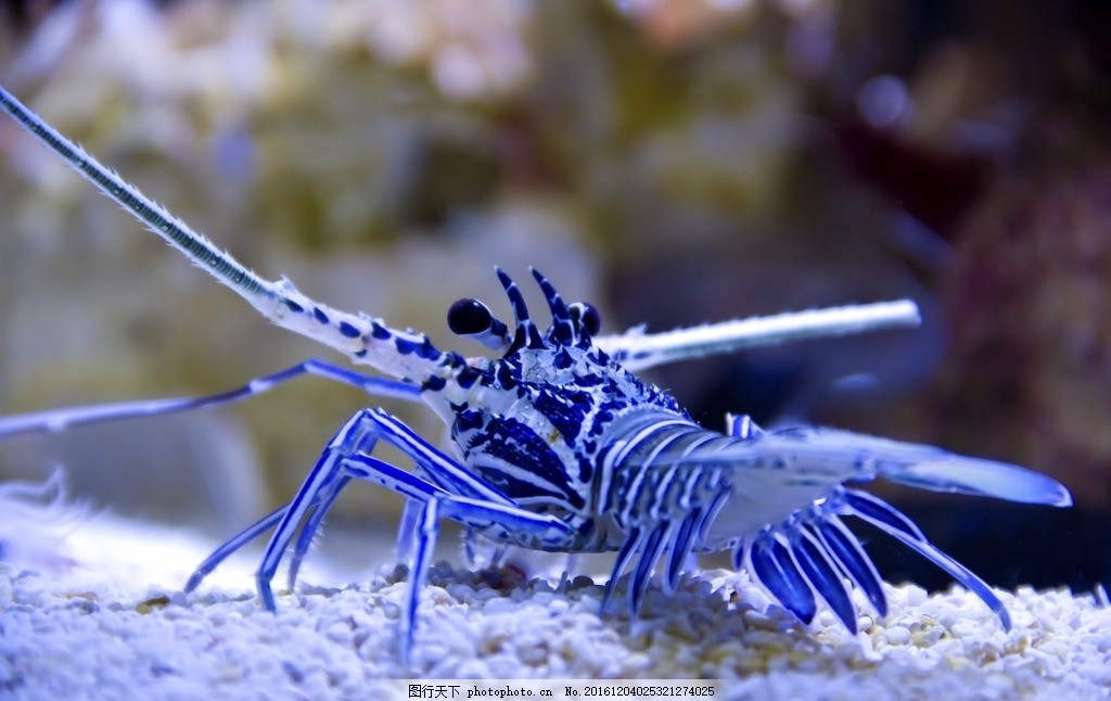 水族观赏虾怎么搭_水族怎么画