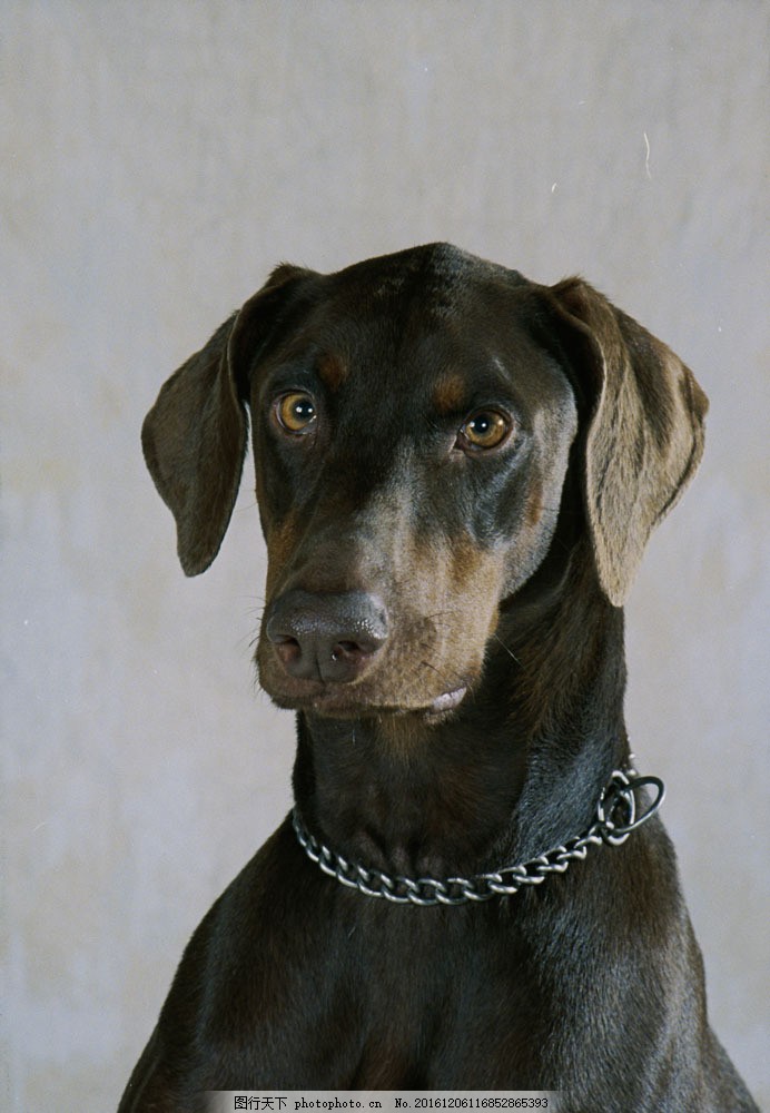 带链子的小狗图片