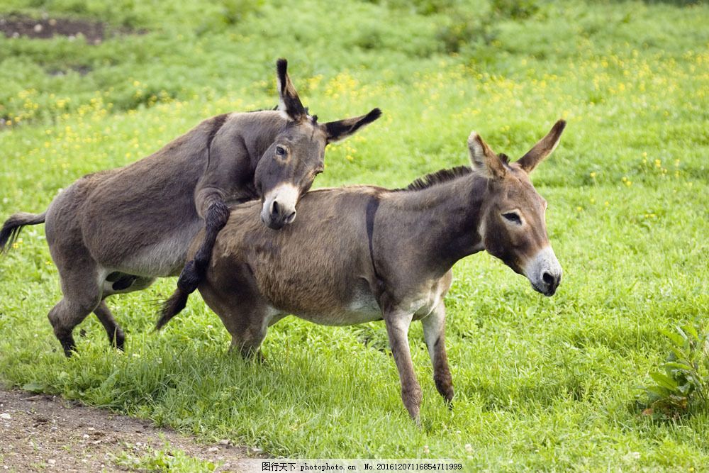交配的驴图片