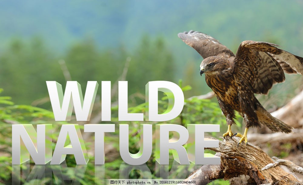 老鹰与英语字母图片