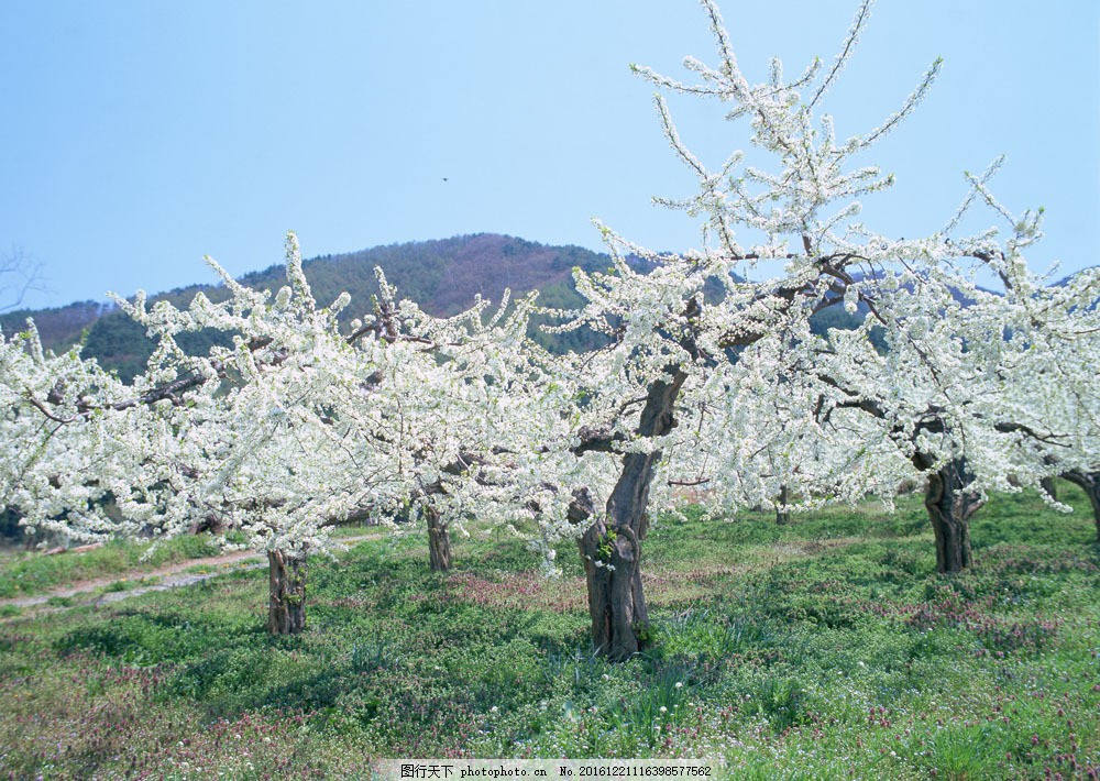 桃花树图片素材 风景 美境 四季风景 自然 三月 桃花树 桃花盛开 山水