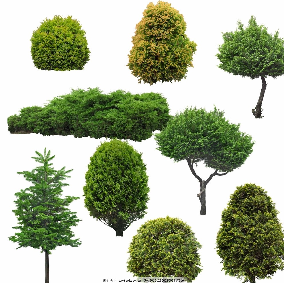 园林树木 松树素材 植物 绿化 银杏树 红杉树 亮化 柏树 景观设计