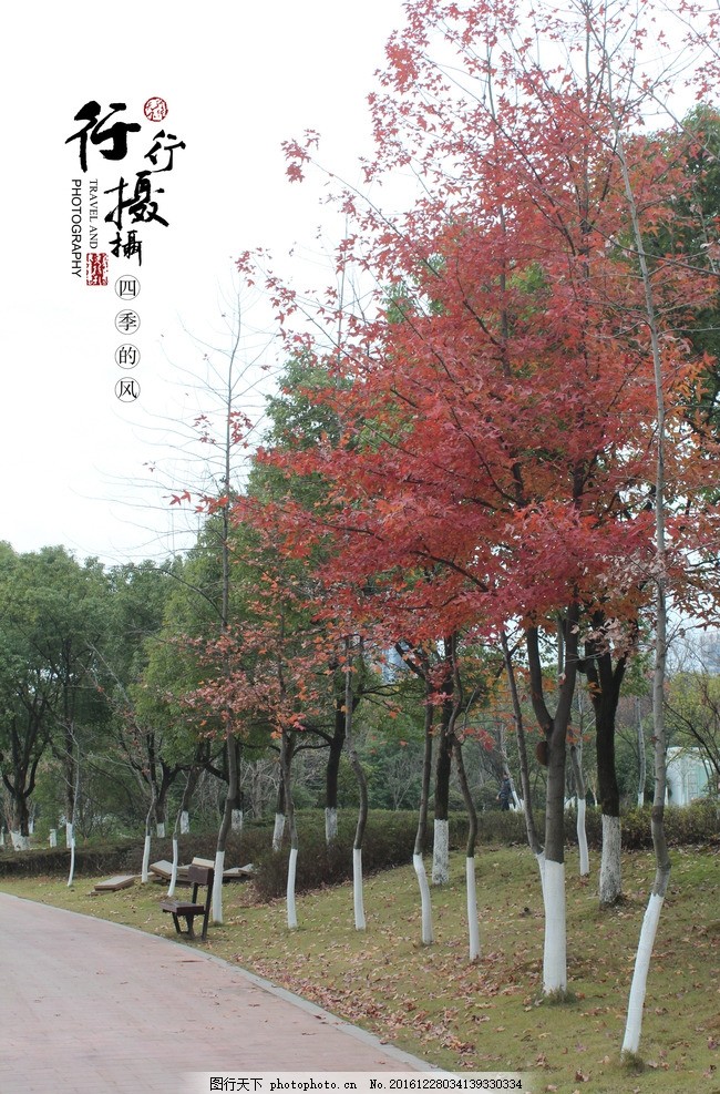 壁纸 枫叶 红枫 花 树 桌面 650_987 竖版 竖屏 手机图片