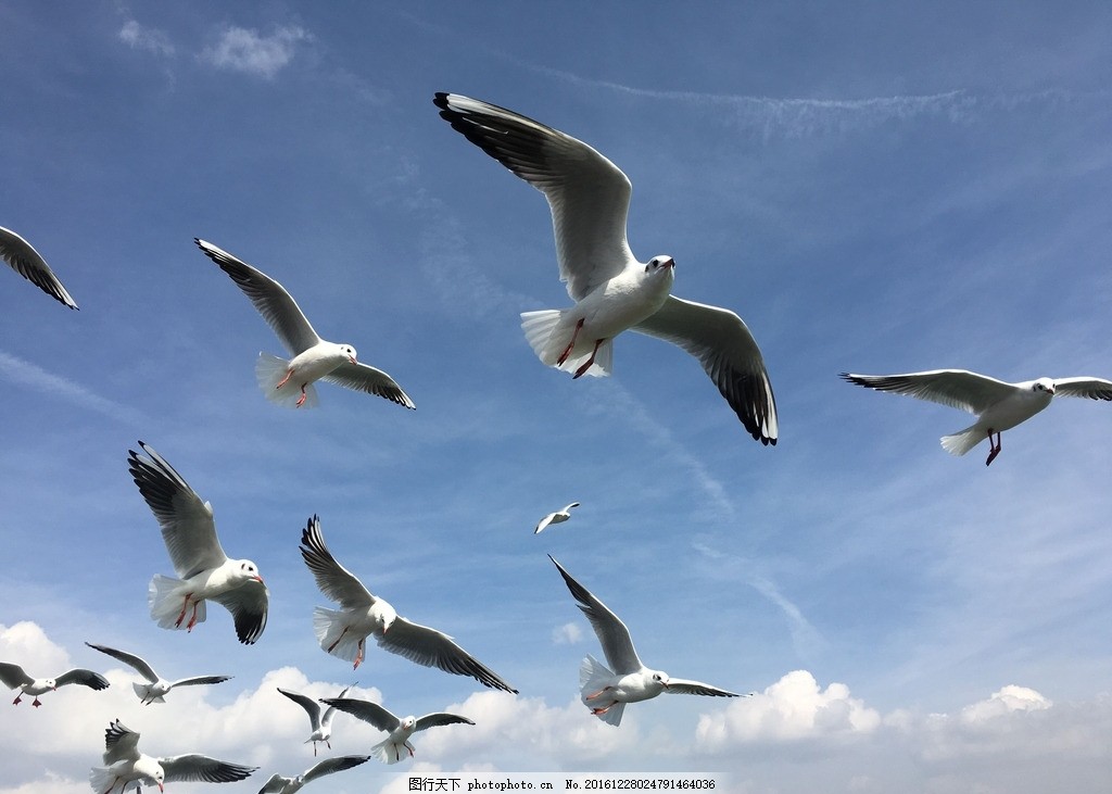 云南滇池海鸥一靖