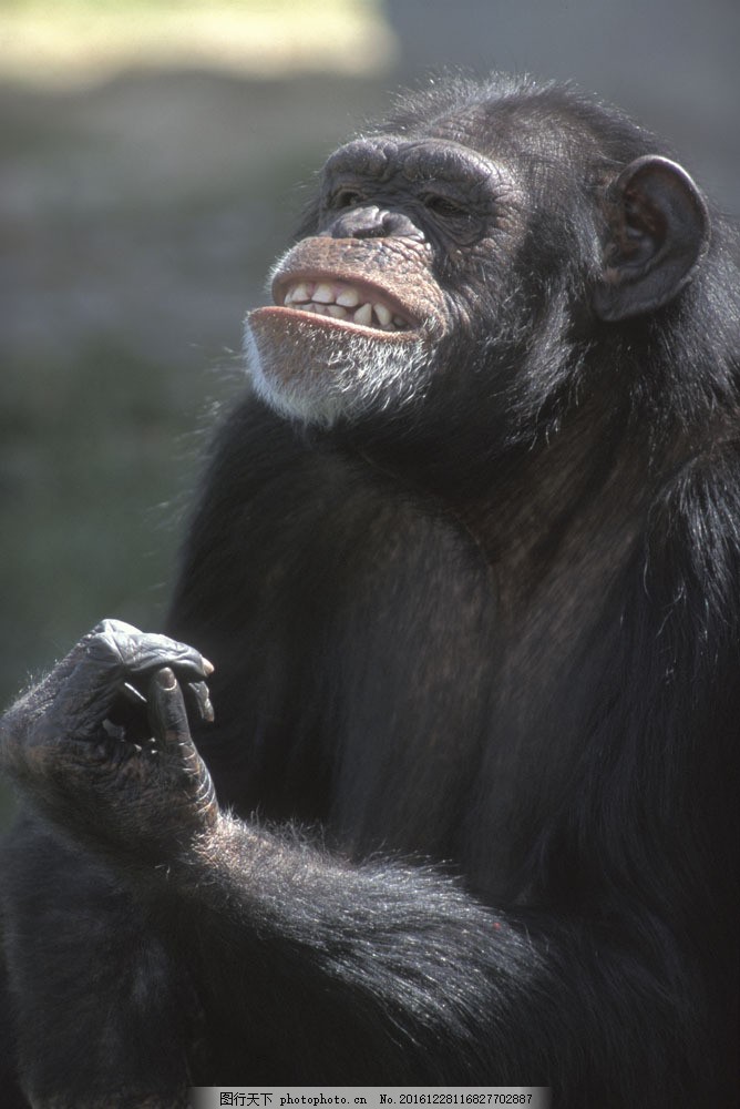 黑大猩猩图片