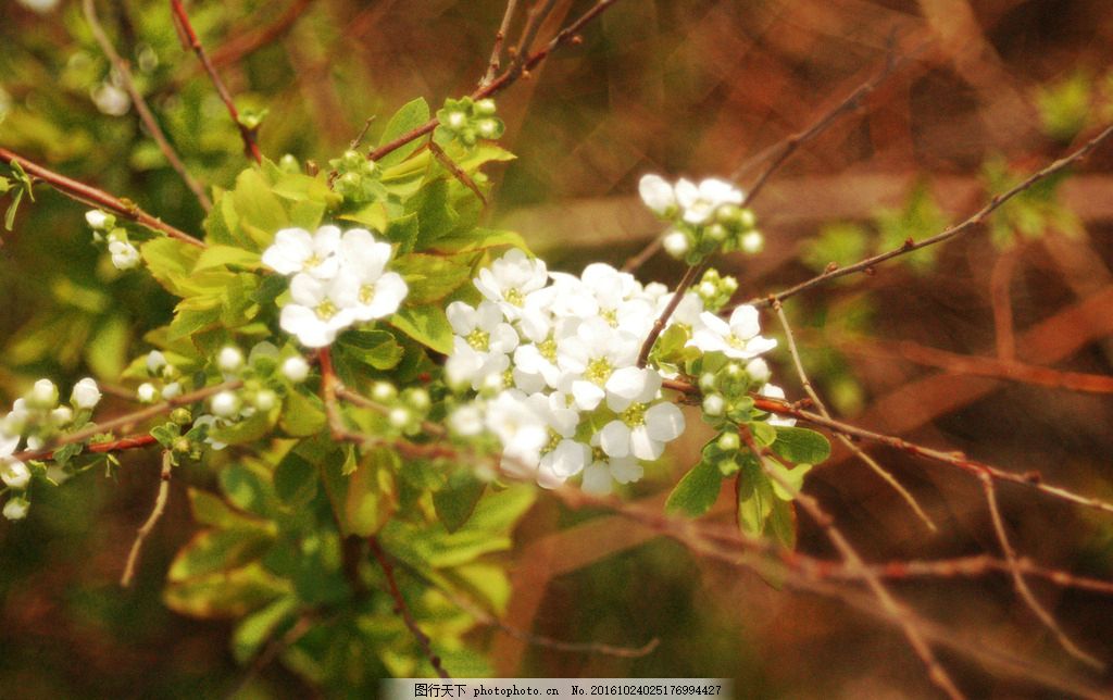 小米花图片 花草 生物世界 图行天下素材网