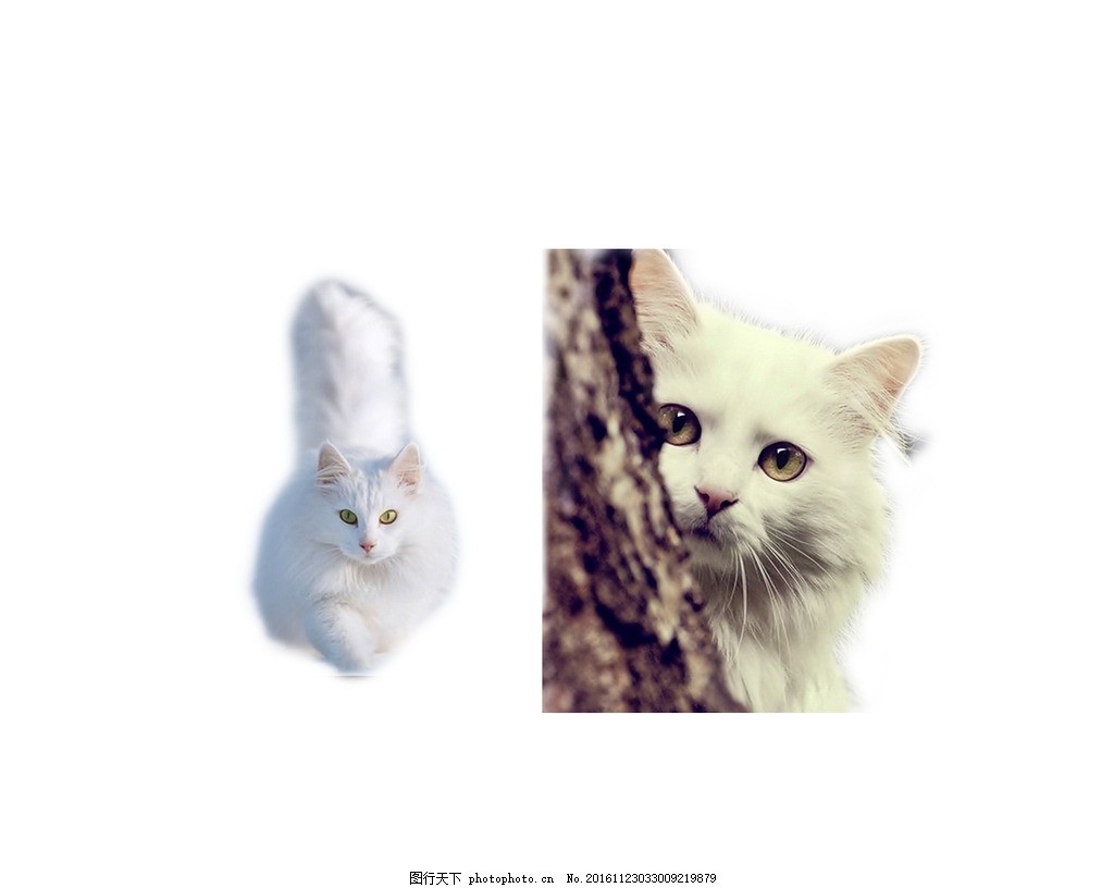 白猫图片 其他 Psd分层 图行天下素材网