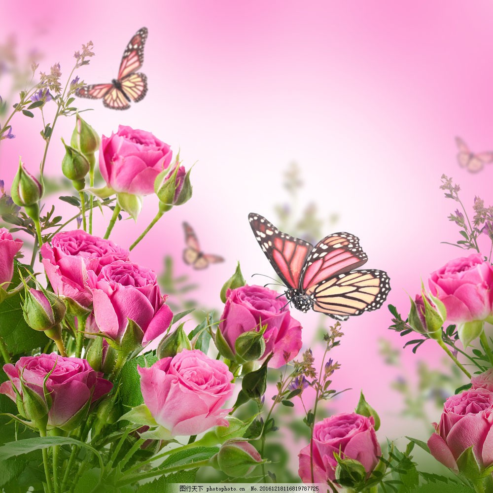 落在玫瑰花上的蝴蝶背景图片_动物昆虫_自然风景-图行天下素材网