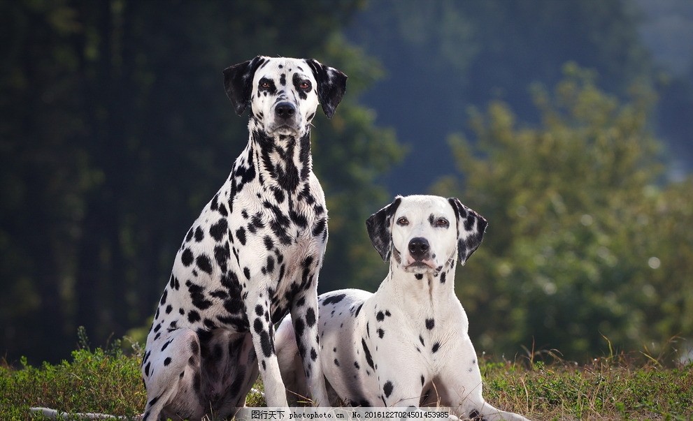 斑点犬图片 家禽家畜 生物世界 图行天下素材网