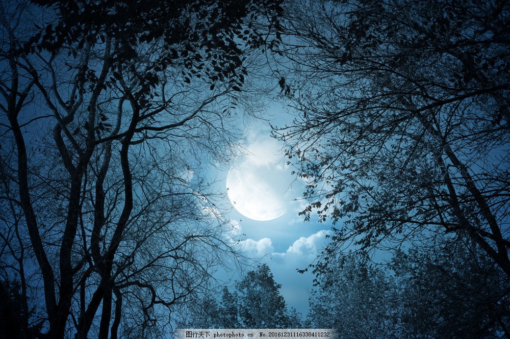 森林月夜景色素材图图片 自然风光 自然风景 图行天下素材网